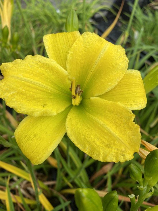 6 X Hemerocallis 'Sammy Russell' - Daglelie In Pot 9cm X 9cm, Rood Bloeiend
