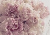 Fotobehang - Vlies Behang - Roze Pioenrozen - Pioenen - Bloemen - 312 x 219 cm
