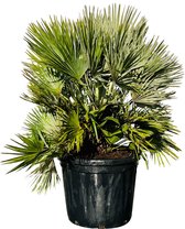 Winterharde palm soorten: 11 palmbomen die goed tegen vorst kunnen 10 Lijst overzicht van elke Chamaerops Humilis Vulcano bij BOL.com