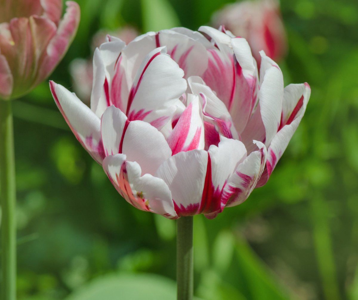 Tulp Carnaval De Nice 50 bollen - bloembollen- tulpenbollen