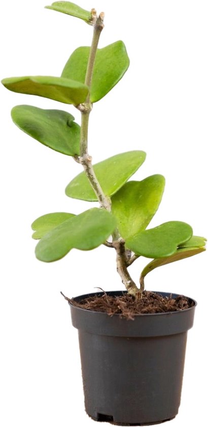 Hoya kerrii