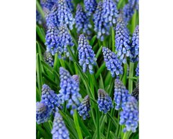 100 Muscari (Blauwe Druifjes) - Bloembollen - Vermeerderen - Voordeelverpakking - Grootverpakking