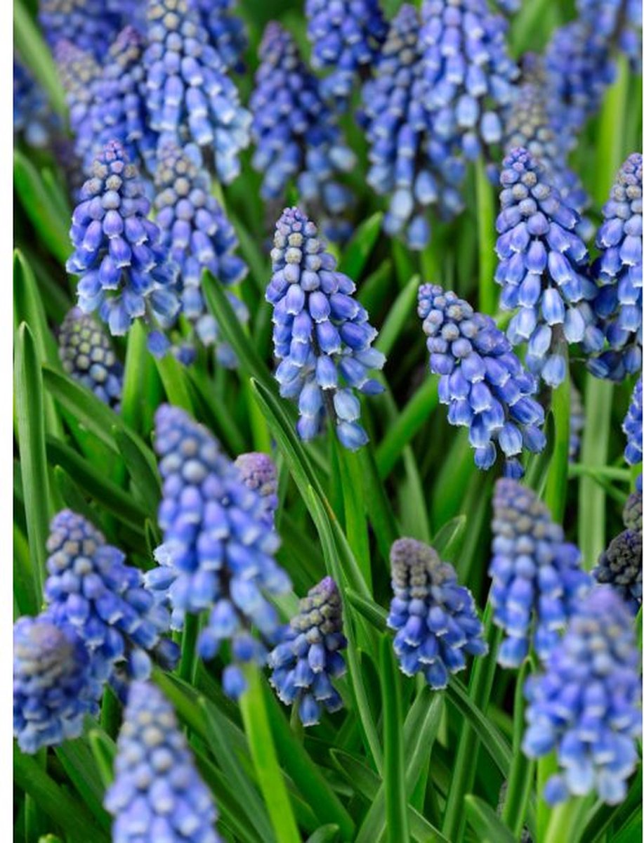 100 Muscari (Blauwe Druifjes) - Bloembollen - Vermeerderen - Voordeelverpakking - Grootverpakking