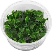 Bucephalandra Green In Vitro 3 pièces - Plante vivante pour aquarium - Moerings