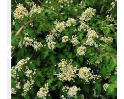 6 x Stephanandra incisa 'Crispa' - KLEINE KRANSSPIREA , DWERG KRANSSPIREA - pot 9 x 9 cm