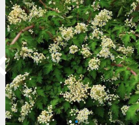 6 x Stephanandra incisa 'Crispa' - KLEINE KRANSSPIREA , DWERG KRANSSPIREA - pot 9 x 9 cm
