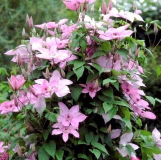 Foto: 1 x clematis hagley hybrid bosrank 50 60 cm