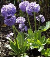 Bolprimula (Primula denticulata cashmeriana) - Oeverplant - 3 losse planten - Om zelf op te potten - Vijverplanten Webshop