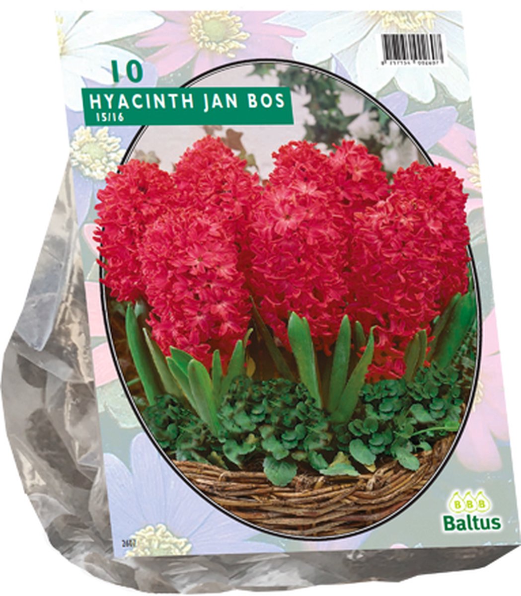 Hyacinthus Jan Bos x10 - Bulbes de Jacinthe - Bulbes de fleurs