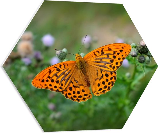 WallClassics - Plaque de Mousse PVC Hexagone - Papillon Oranje Vif - 60x52,2 cm Photo sur Hexagone (Avec Système d'accrochage)