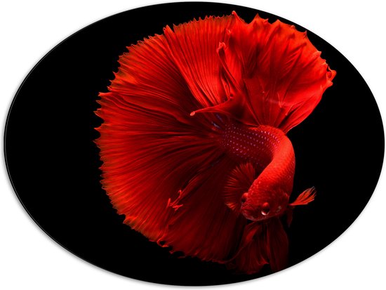 WallClassics - Dibond Ovaal - Fel Rode Maanvis - 68x51 cm Foto op Ovaal (Met Ophangsysteem)