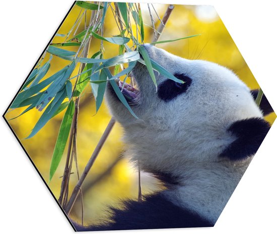 WallClassics - Dibond Hexagon - Etende Panda - 50x43.5 cm Foto op Hexagon (Met Ophangsysteem)