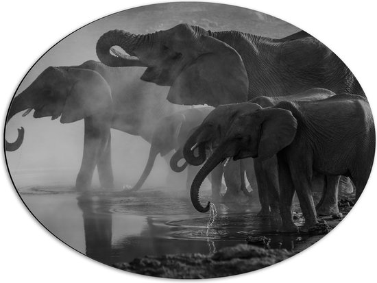 WallClassics - Dibond Ovaal - Olifanten aan een Meer Zwart / Wit - 68x51 cm Foto op Ovaal (Met Ophangsysteem)