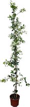 Tropictrees - Toscaanse Jasmijnplant - Klimplant - Wit - Winterhard - Hoogte 200cm - Pot ⌀ 20 cm - trachelospermum jasminoides - sterjasmijn