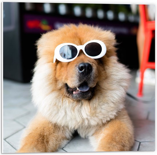 WallClassics - PVC Schuimplaat - Coole Hond met Zonnebril - 50x50 cm Foto op PVC Schuimplaat (Met Ophangsysteem)