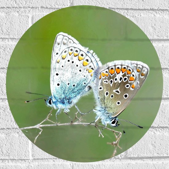 WallClassics - Muursticker Cirkel - Icarusblauwtjes Vlinders op een Takje - 40x40 cm Foto op Muursticker