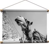 WallClassics - Textielposter - Kameel bij Piramide Zwart-Wit - 60x40 cm Foto op Textiel