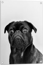WallClassics - Tuinposter – Dog in Black - 50x75 cm Foto op Tuinposter  (wanddecoratie voor buiten en binnen)