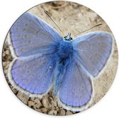 WallClassics - Dibond Muurcirkel - Blauwe Vlinder Icarusblauwtje - 70x70 cm Foto op Aluminium Muurcirkel (met ophangsysteem)