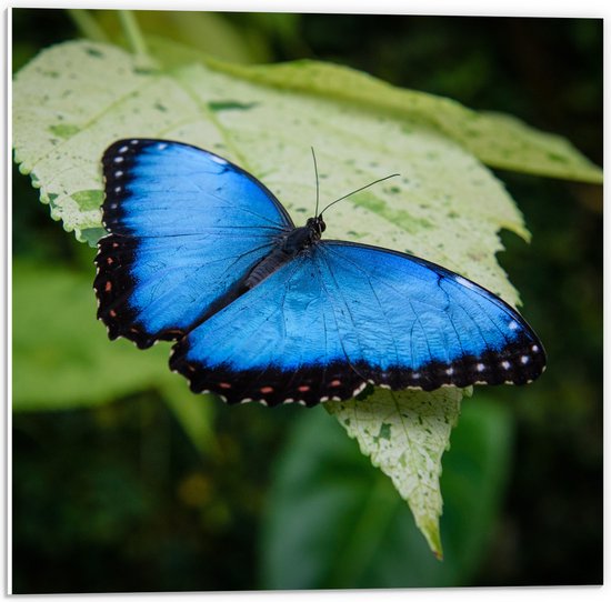 WallClassics - PVC Schuimplaat - Blauw met Zwarte Vlinder - 50x50 cm Foto op PVC Schuimplaat (Met Ophangsysteem)