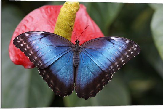 WallClassics - Dibond - Blauw Zwarte Vlinder op Rode Bloem - 90x60 cm Foto op Aluminium (Met Ophangsysteem)