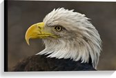 WallClassics - Toile - Pygargue à tête blanche - 60x40 cm Photo sur Toile Peinture (Décoration murale sur Toile)