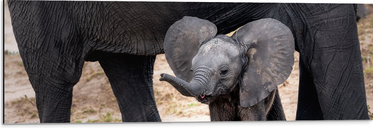 Dibond - Baby Olifantje met Flaporen - 90x30 cm Foto op Aluminium (Wanddecoratie van metaal)