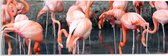WallClassics - Acrylglas - Groep Drinkende Flamingo's - 60x20 cm Foto op Acrylglas (Wanddecoratie op Acrylaat)
