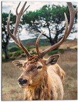 WallClassics - Dibond - Hert met Groot Gewei - 60x80 cm Foto op Aluminium (Wanddecoratie van metaal)