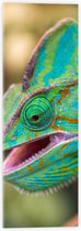 WallClassics - Acrylglas - Groene Kameleon - 20x60 cm Foto op Acrylglas (Met Ophangsysteem)