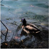 WallClassics - Poster (Matte) - Canard nageant dans l' Water - 50x50 cm Photo sur Papier Poster avec un Aspect Mat
