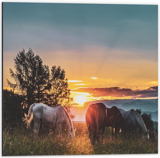 WallClassics - Dibond - Grazende Paarden bij Zonsondergang - 50x50 cm Foto op Aluminium (Met Ophangsysteem)