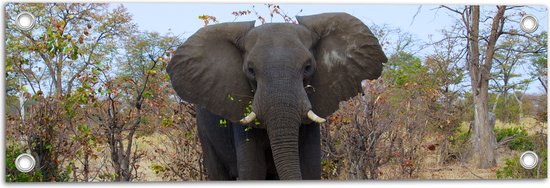 WallClassics - Tuinposter – Grijze Savanne Olifant - 60x20 cm Foto op Tuinposter  (wanddecoratie voor buiten en binnen)