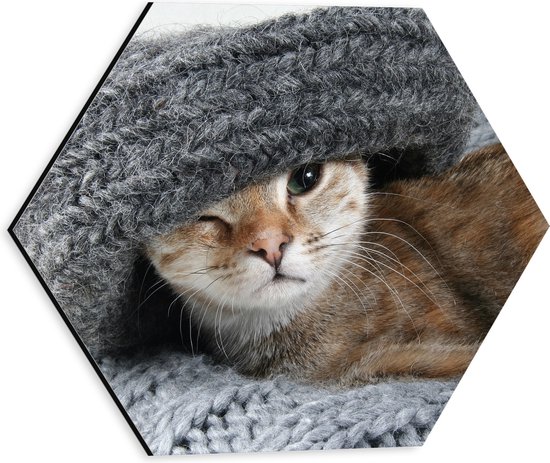 WallClassics - Dibond Hexagon - Kitten met een Wollen Muts - 30x26.1 cm Foto op Hexagon (Met Ophangsysteem)