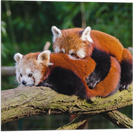 WallClassics - Vlag - Knuffelende Rode Panda's - 50x50 cm Foto op Polyester Vlag
