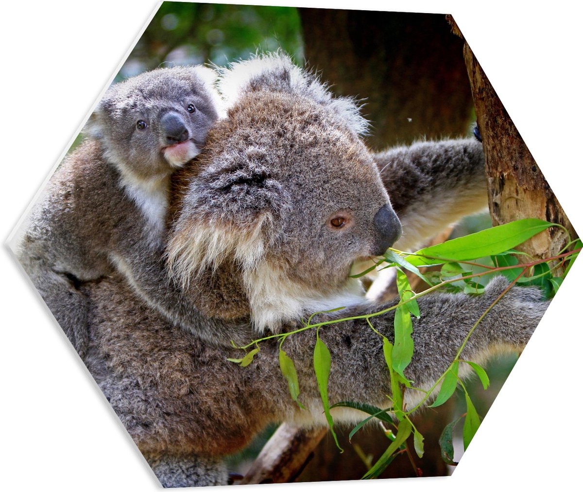 PVC Schuimplaat Hexagon - Koala met Baby op de Rug - 60x52.2 cm Foto op Hexagon (Met Ophangsysteem)