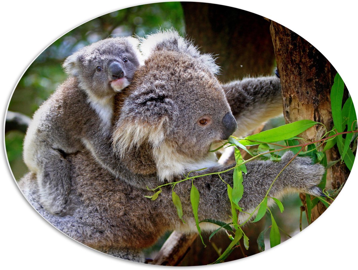 PVC Schuimplaat Ovaal - Koala met Baby op de Rug - 80x60 cm Foto op Ovaal (Met Ophangsysteem)