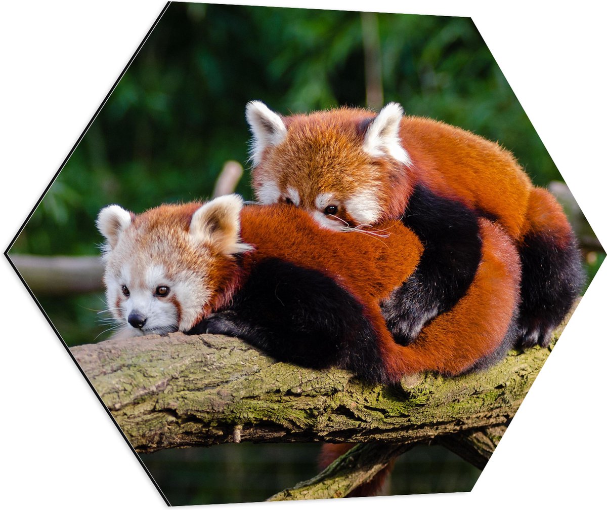 Dibond Hexagon - Knuffelende Rode Panda's - 80x69.6 cm Foto op Hexagon (Met Ophangsysteem)