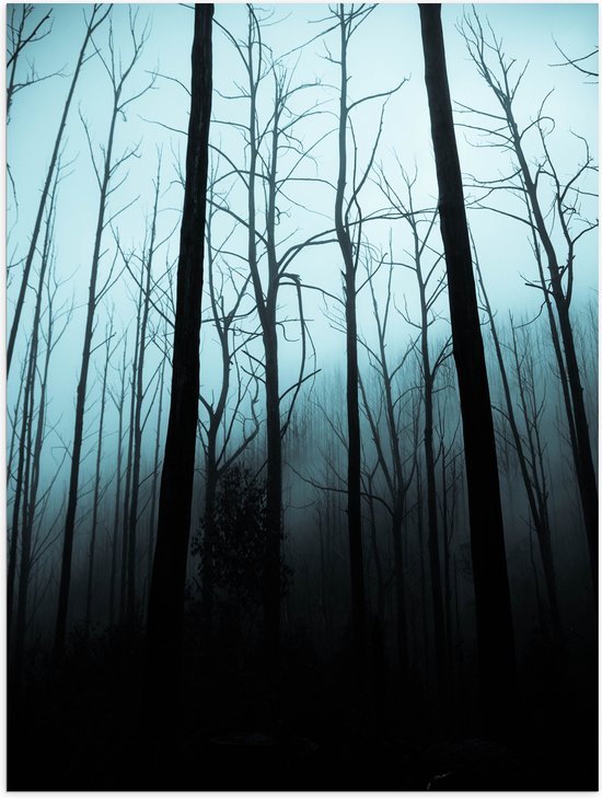 WallClassics - Poster (Matte) - Dark Forest - 75x100 cm Photo sur Papier Poster d'aspect Mat