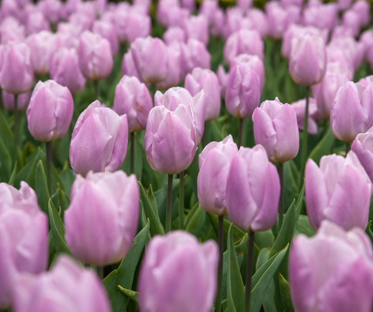 tulp Candy Prince 25 bollen maat 12/+ tulpen bloembollen