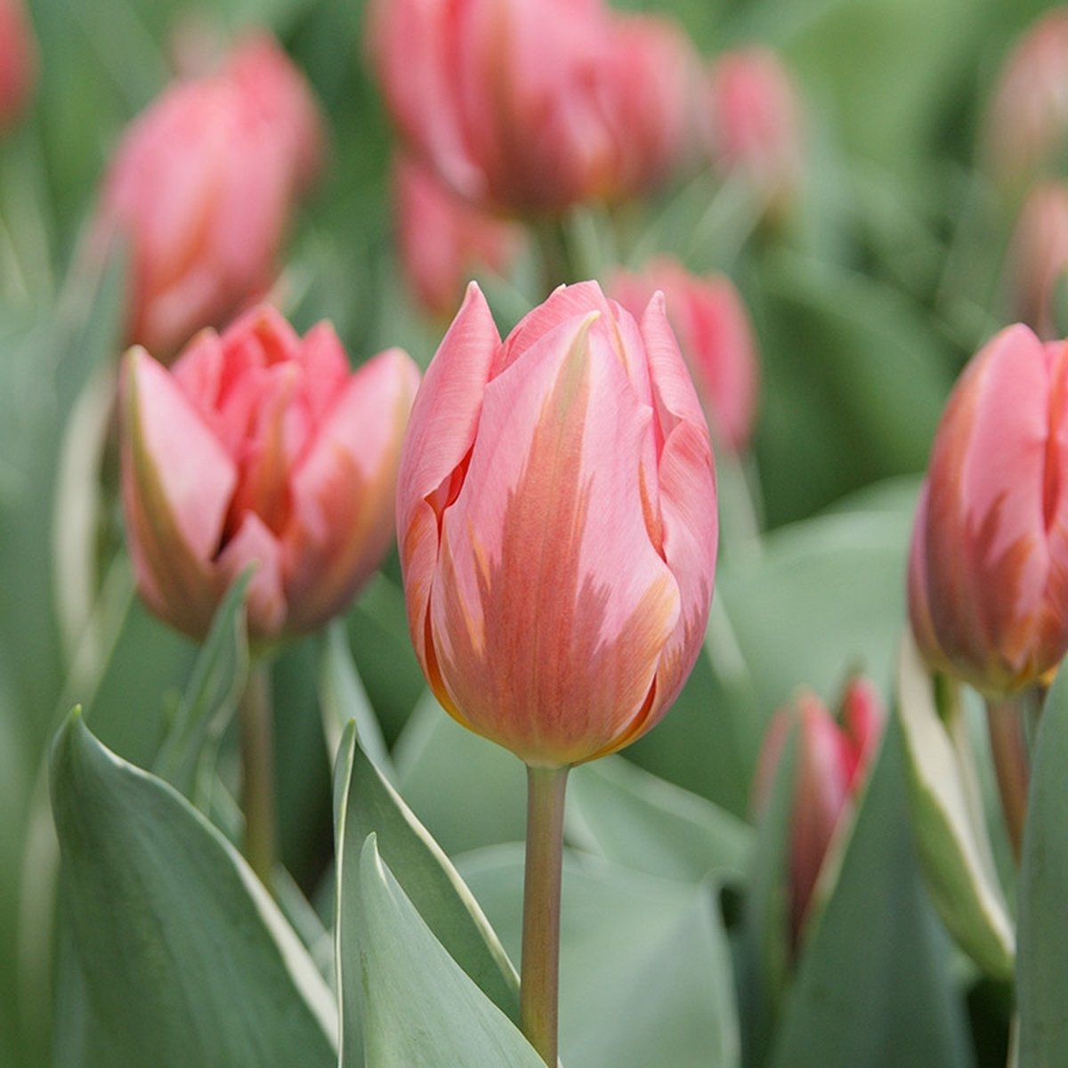 Tulp Pretty Princess | Enkel vroeg | Roze | Tulpenbollen
