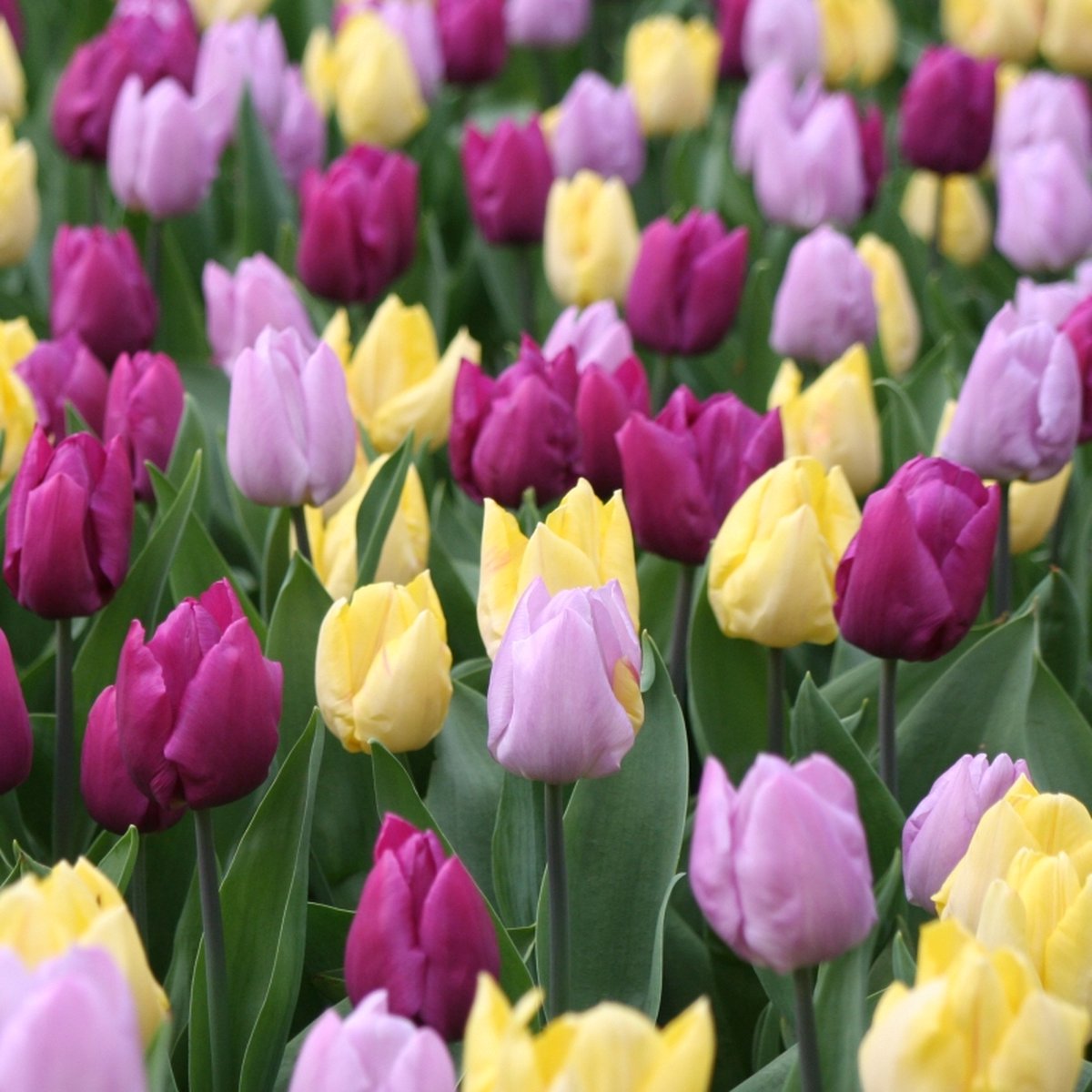 Tulp midden bloeiend gemengd | 10 stuks | Enkel vroeg | Geel | Violet | Paars