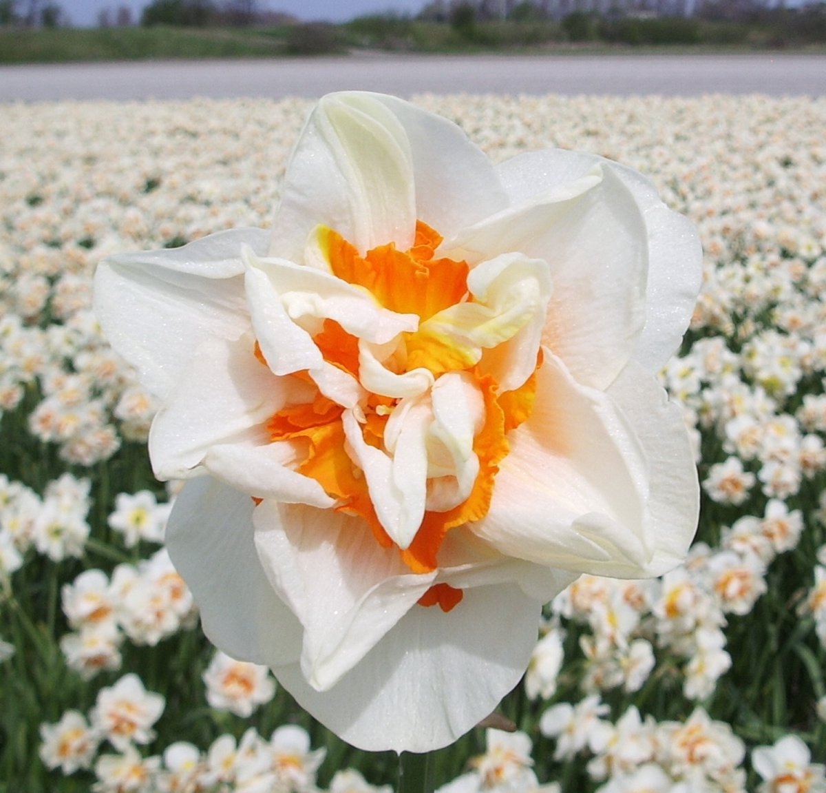 Narcis Flower Parade | 10 stuks | Dubbel | Wit | Narcissenbollen