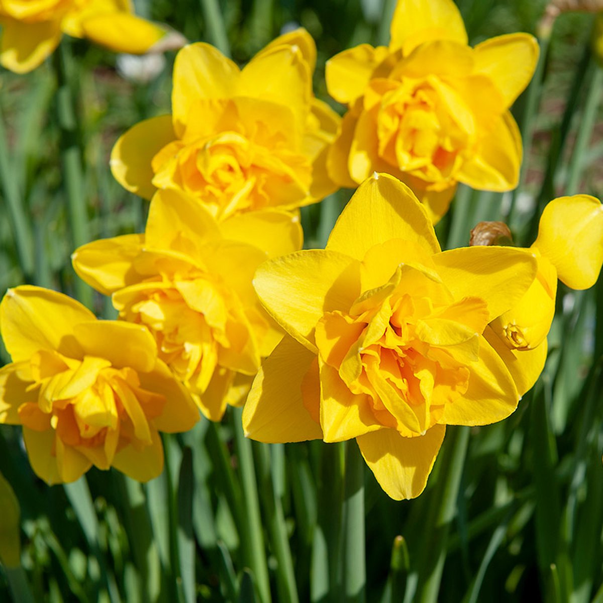 Narcis Dick Wilden | Dubbel | Geel | Narcissenbollen
