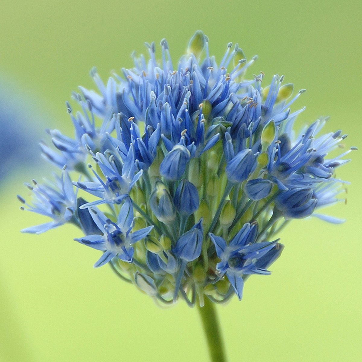 Allium Caeruleum | 25 stuks | Blauw | Sierui Bollen