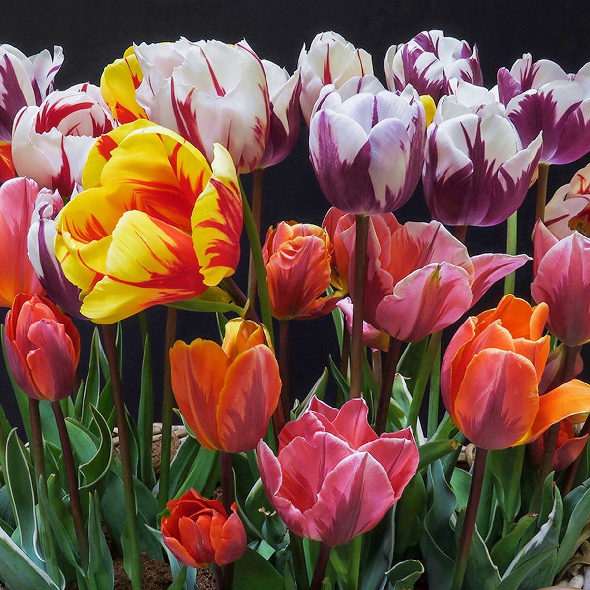 Bloembollen Mix Rembrandt Tulpen tweekleurig | 300 stuks | Rembrandt |