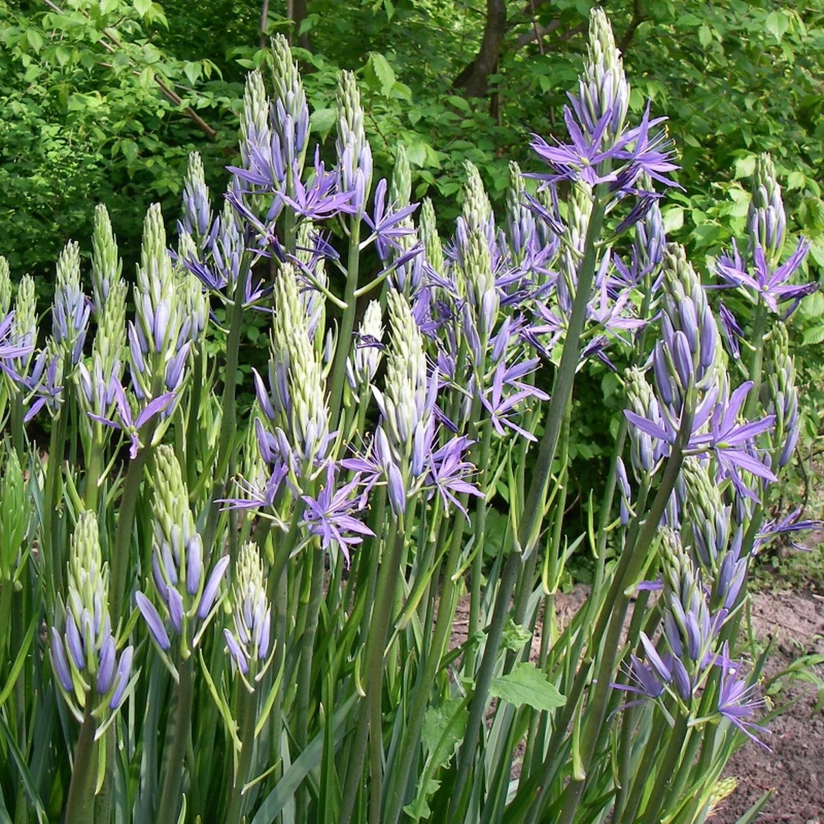 Camassia leichtlinii Caerulea | 2 stuks | Blauw | Camassiabollen