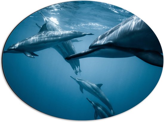 WallClassics - Dibond Ovaal - Groep Dolfijnen in de Zee - 56x42 cm Foto op Ovaal (Met Ophangsysteem)