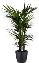 Decorum Kentia Palm - Elho brussels black - Gerrit Stolze - Pot-plant combinaties- Hoogte  120 cm