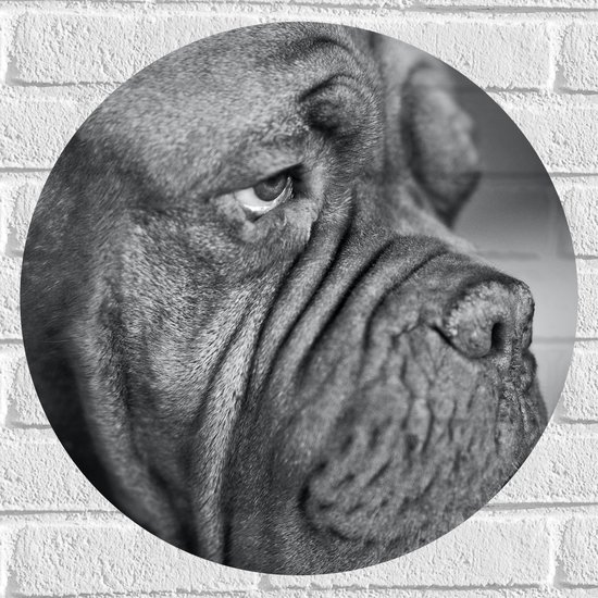 WallClassics - Muursticker Cirkel - Bordeaux hond Zwart / Wit - 50x50 cm Foto op Muursticker